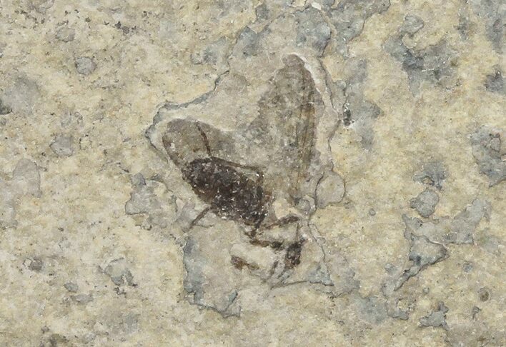 Fossil March Fly (Plecia) - Green River Formation #67647